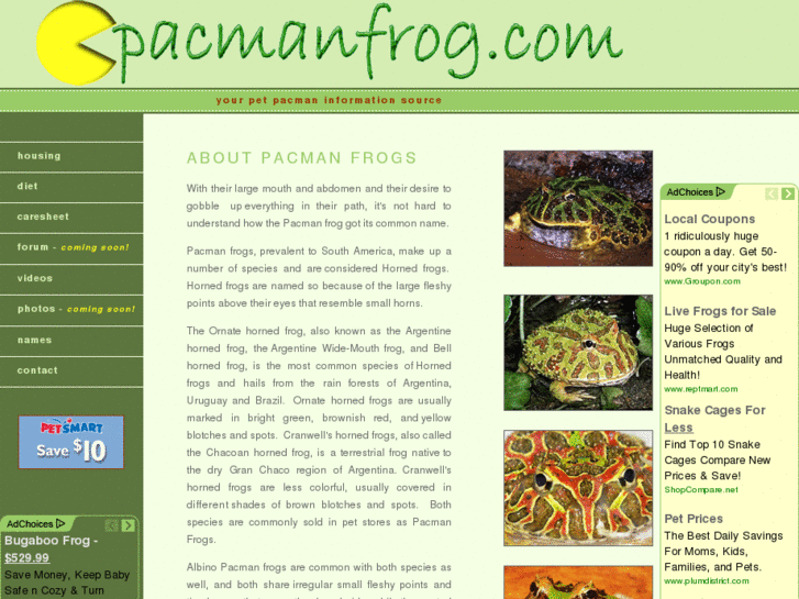 www.pacmanfrog.com