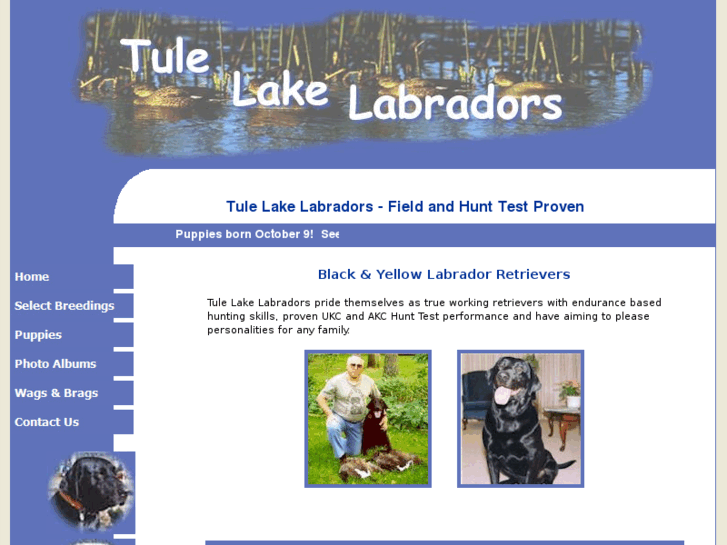 www.tulelakelabradors.com