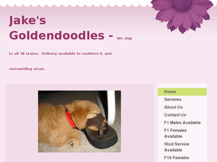 www.jakesgoldendoodles.com