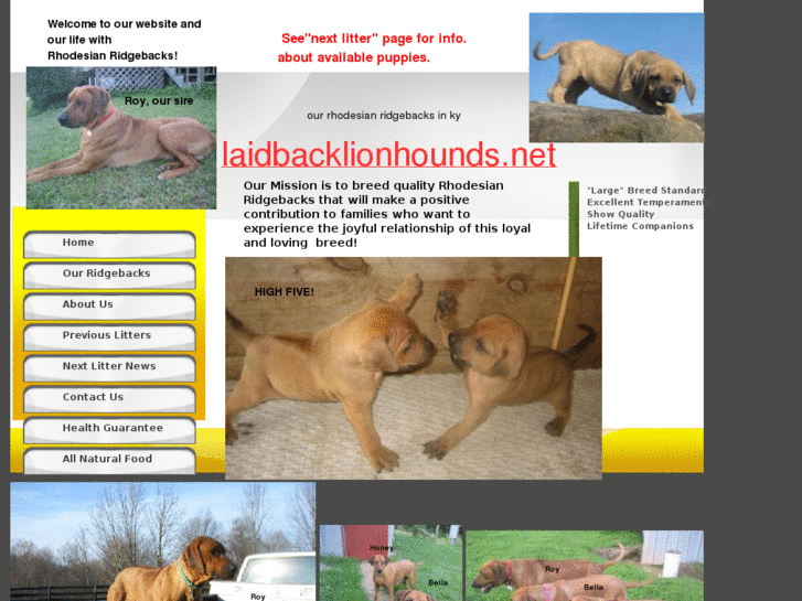 www.laidbacklionhounds.net