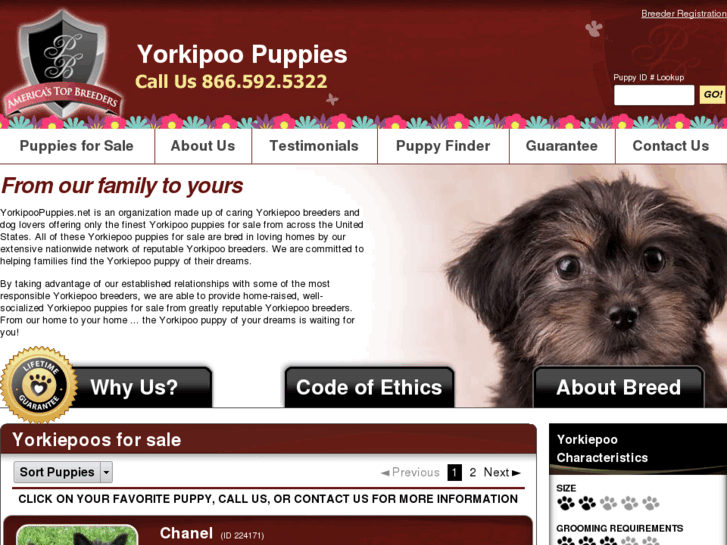 www.yorkipoopuppies.net