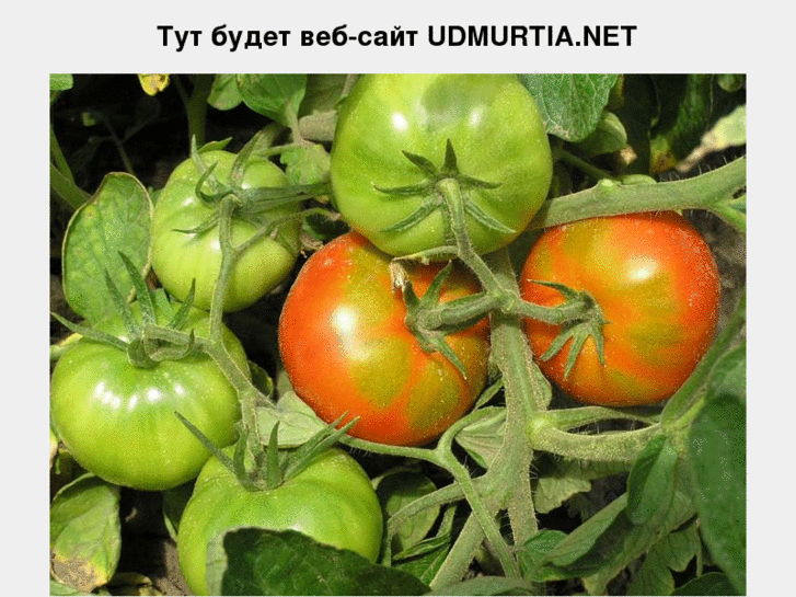 www.udmurtia.net