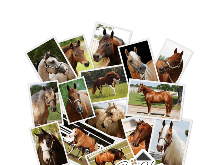 www.paardenfoto.com