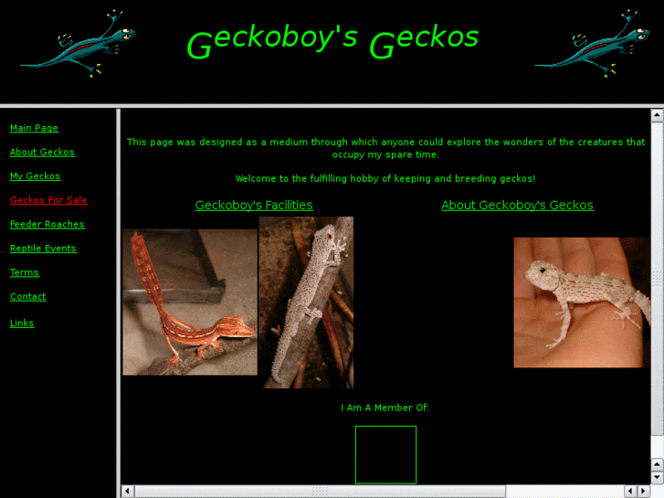 www.geckoboysgeckos.com