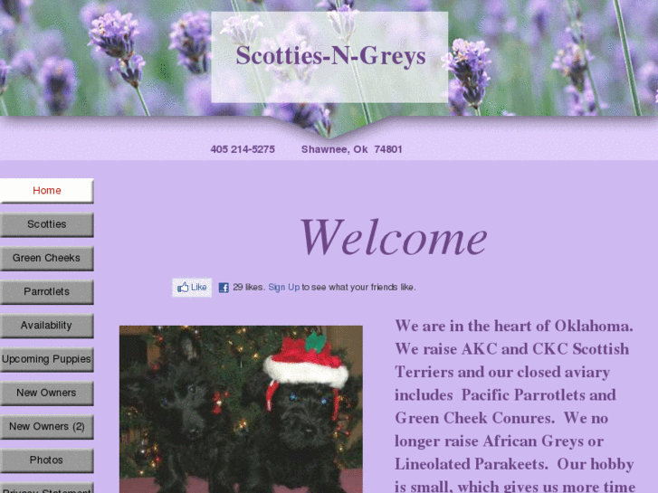 www.scotties-n-greys.com