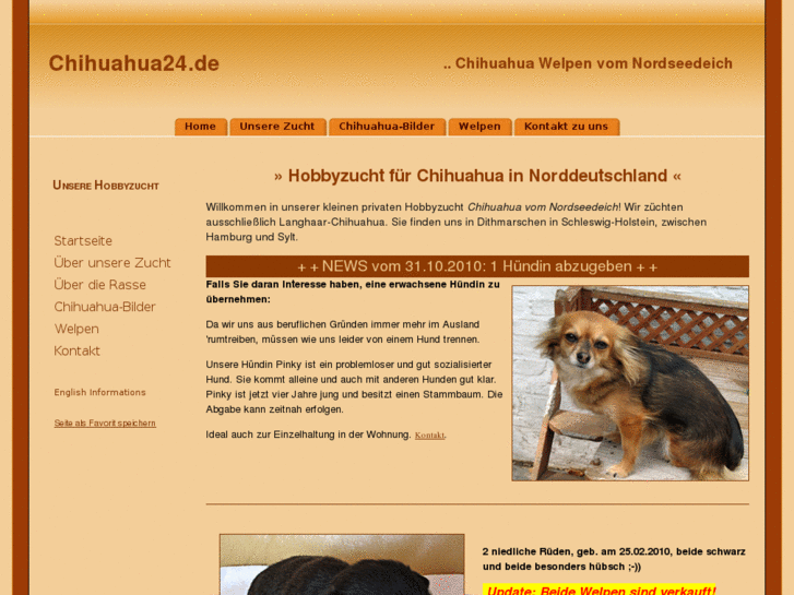 www.chihuahua24.de