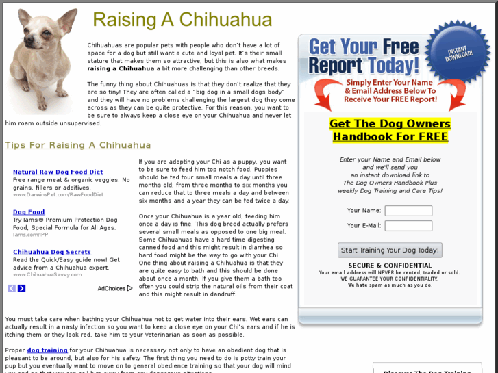 www.raisingachihuahua.com