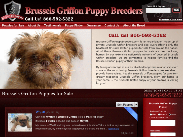 www.brusselsgriffonpuppybreeders.com