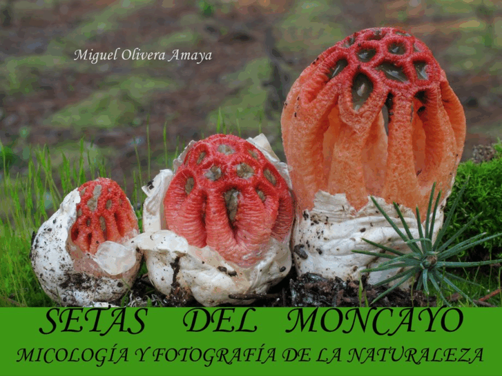 www.setasdelmoncayo.com