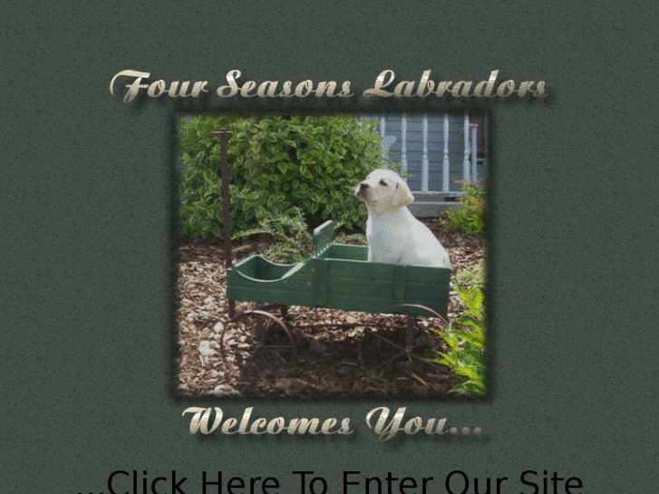 www.fourseasonslabradors.com