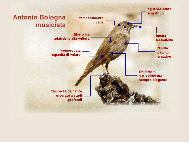 www.antoniobologna.com