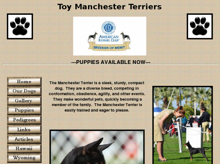 www.manchestershowdogs.com