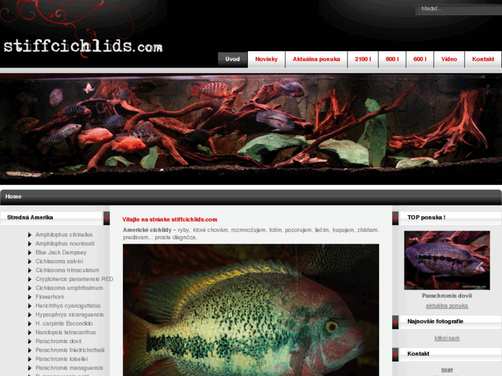 www.stiffcichlids.com