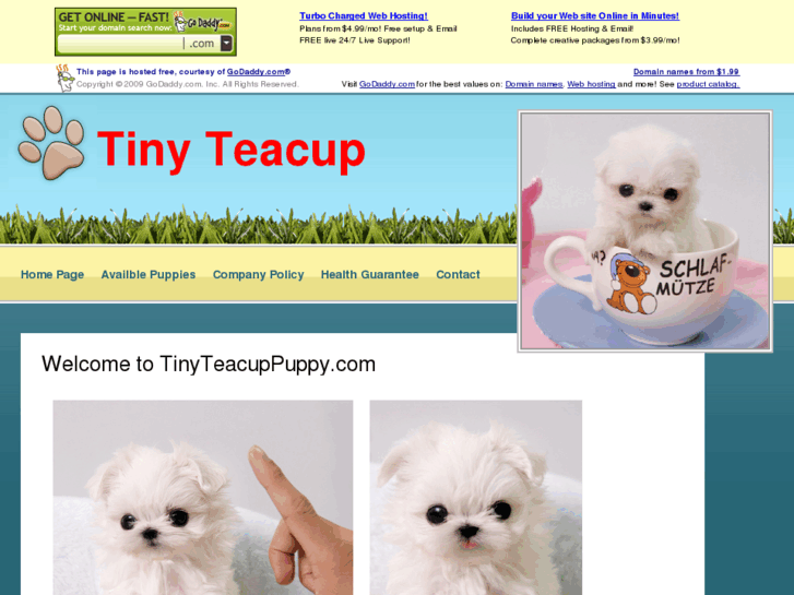 www.tinyteacuppuppy.com