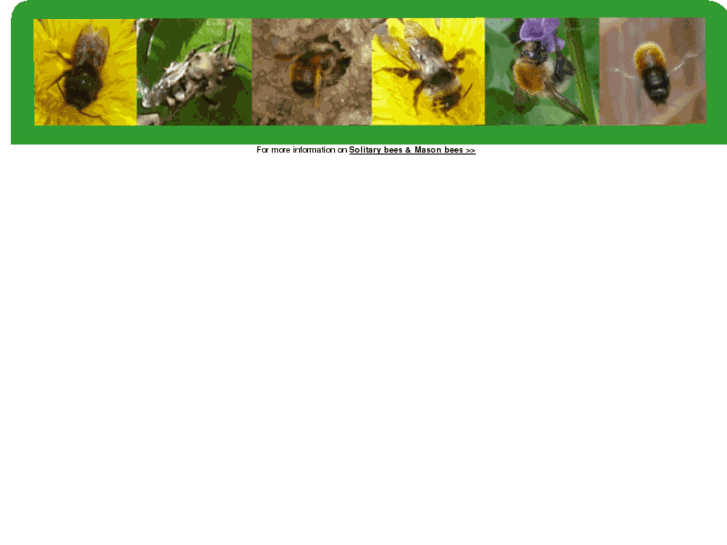 www.native-bees.com