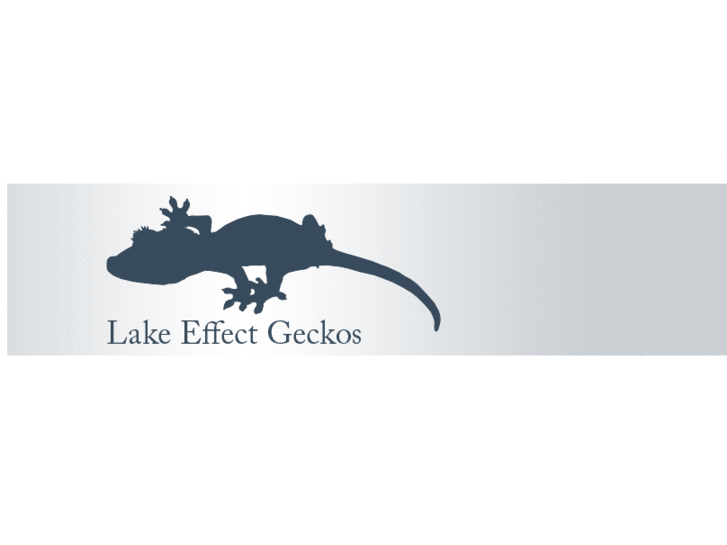 www.lakeeffectgeckos.com