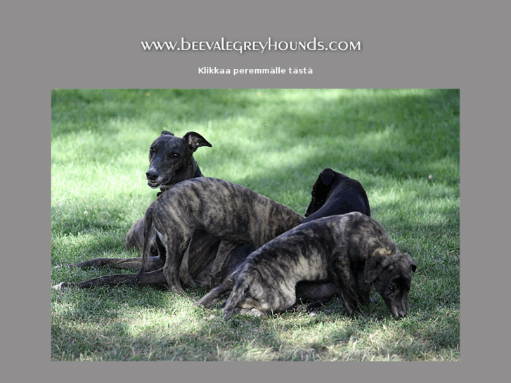 www.beevalegreyhounds.com