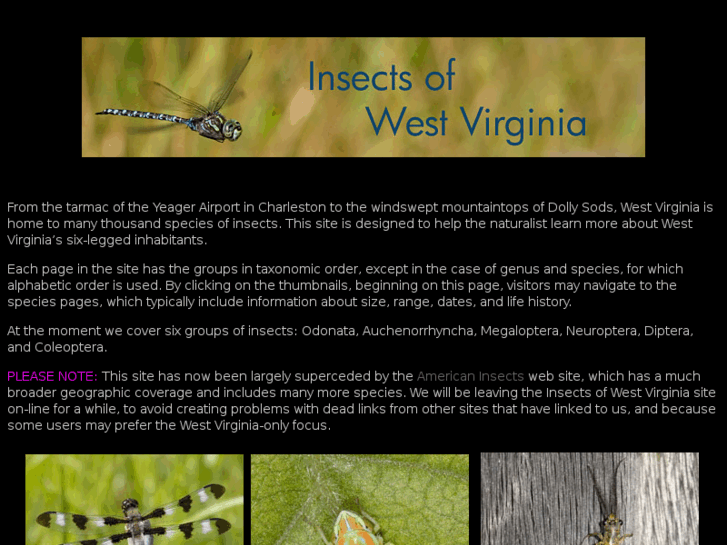 www.insectsofwestvirginia.net