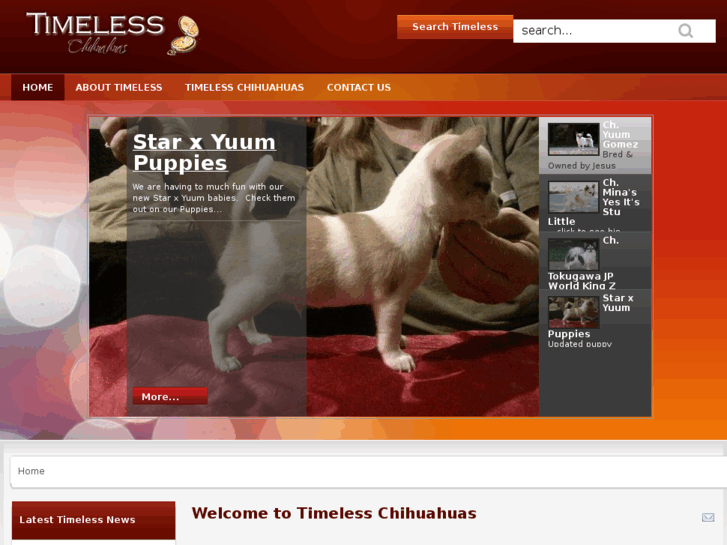 www.timelesschihuahuas.com