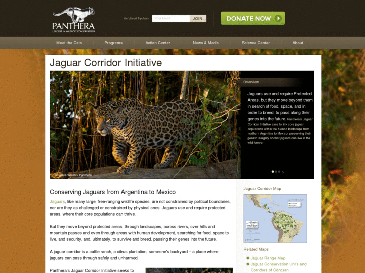 www.jaguarconservation.org