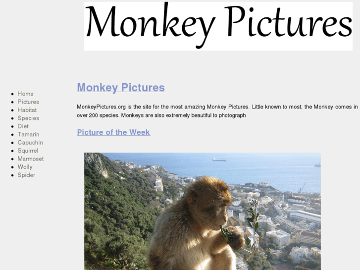 www.monkeypictures.org