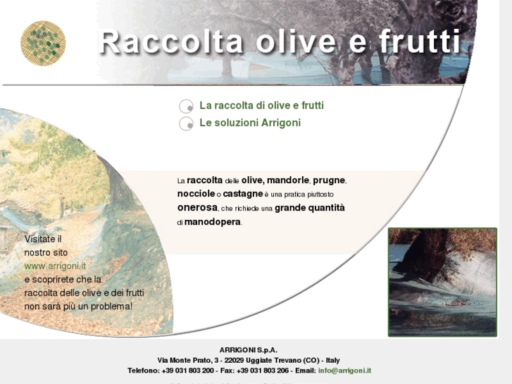 www.raccoltaolive.net