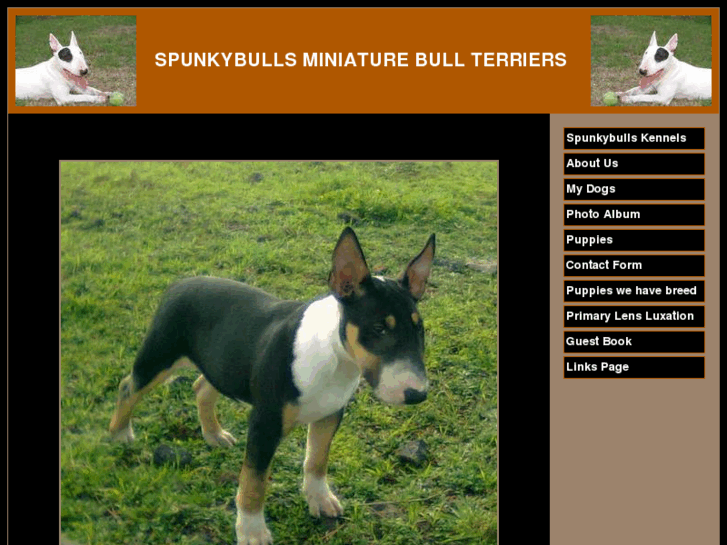 www.minibullterriers.net