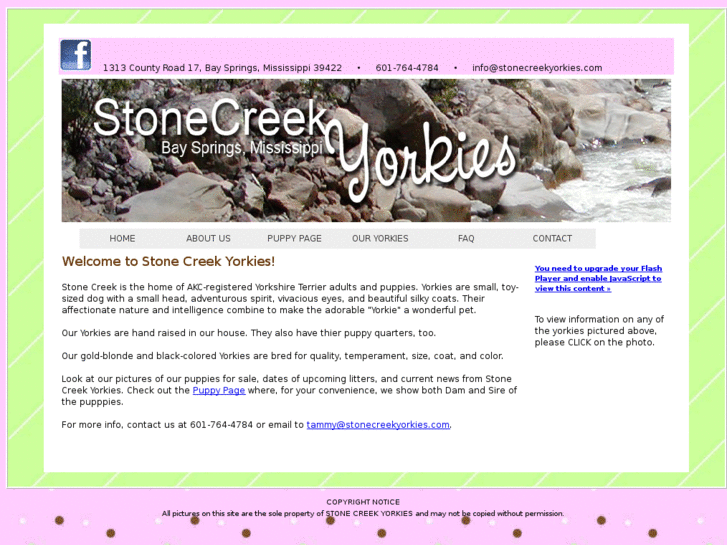 www.stonecreekyorkies.com