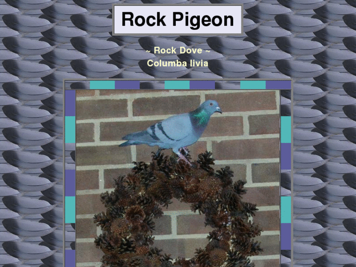 www.rockpigeon.net