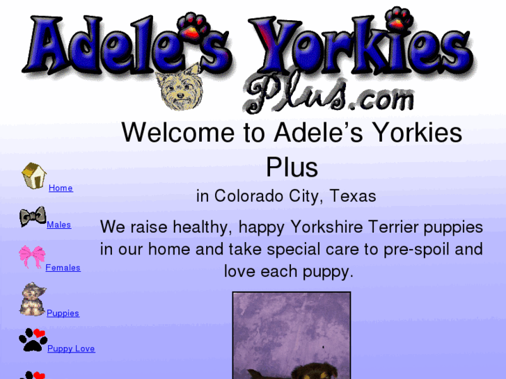 www.adelesyorkiesplus.com