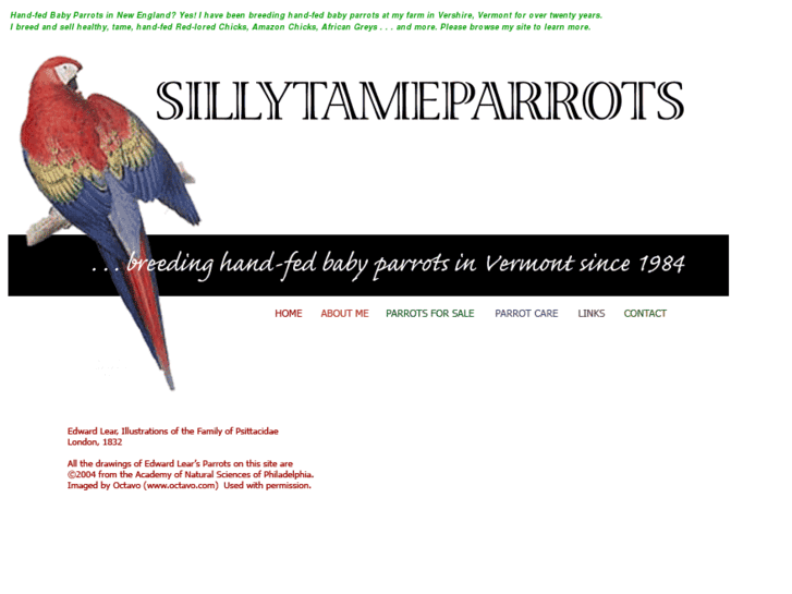 www.sillytameparrots.com