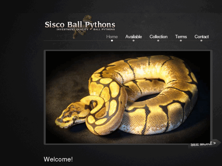 www.siscoballpythons.com