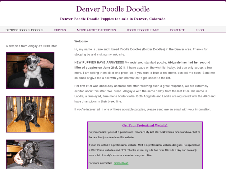 www.denverpoodledoodle.com