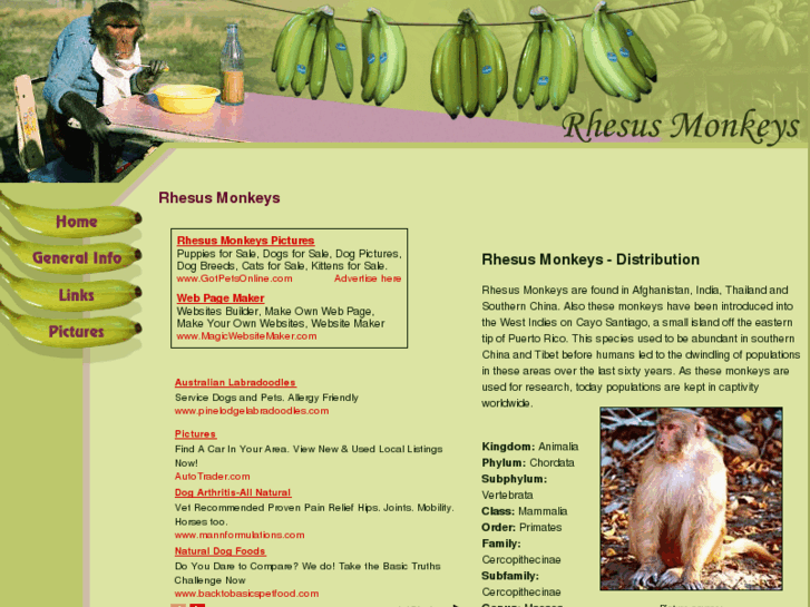 www.rhesus-monkeys.com