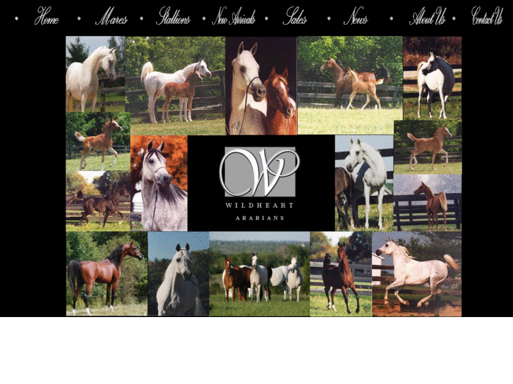 www.wildheartarabians.com