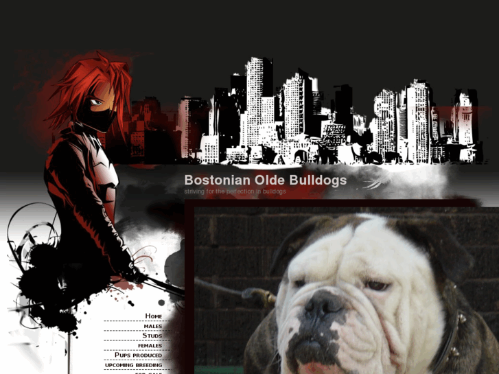 www.bostonianbulldog.com