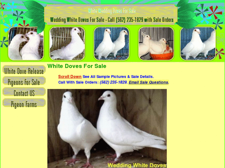 www.doves4sale.com