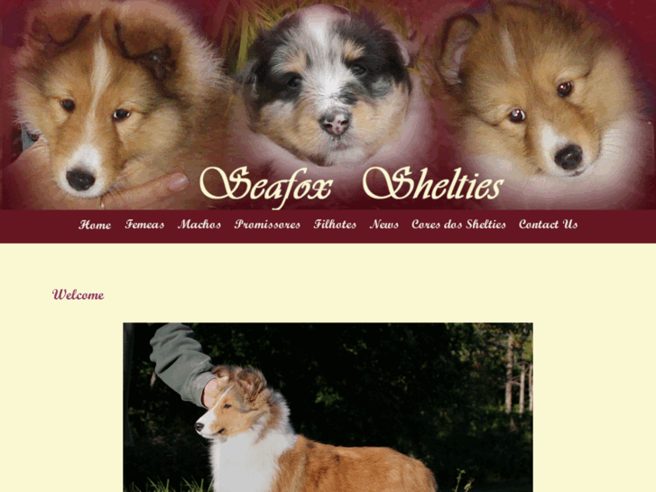 www.seafoxshelties.com