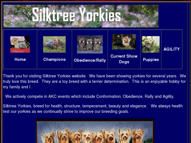 www.silktreeyorkies.com