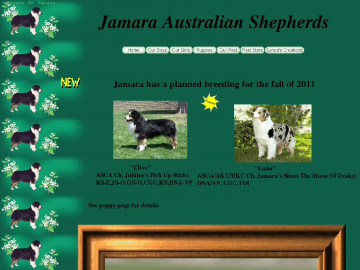 www.jamara-australianshepherds.com