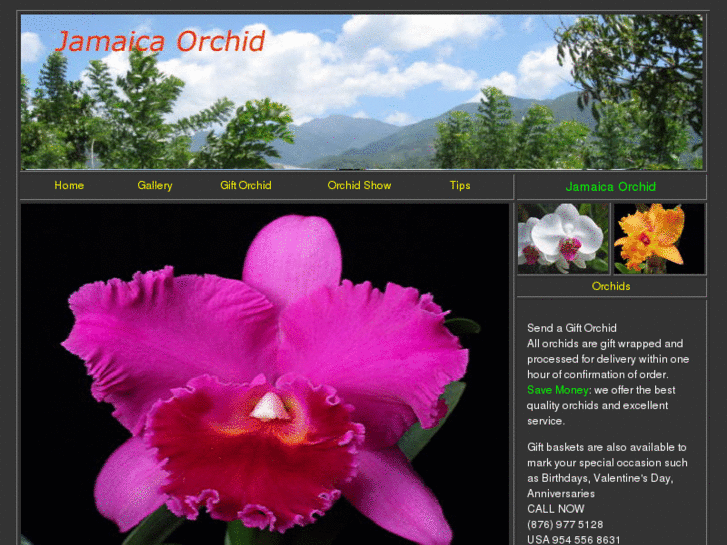 www.jamaicaorchid.com