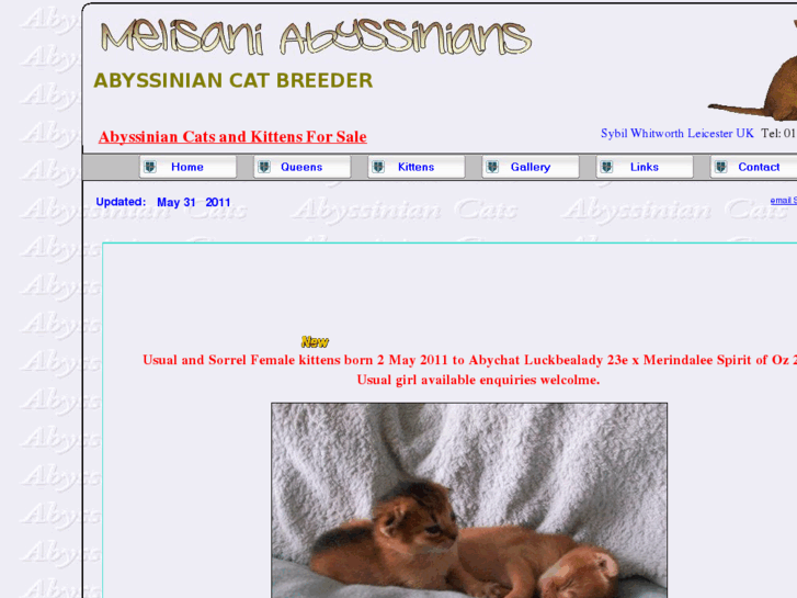 www.abyssinian-cat.co.uk