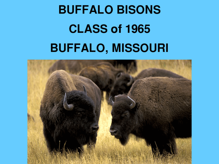 www.65bisons.com