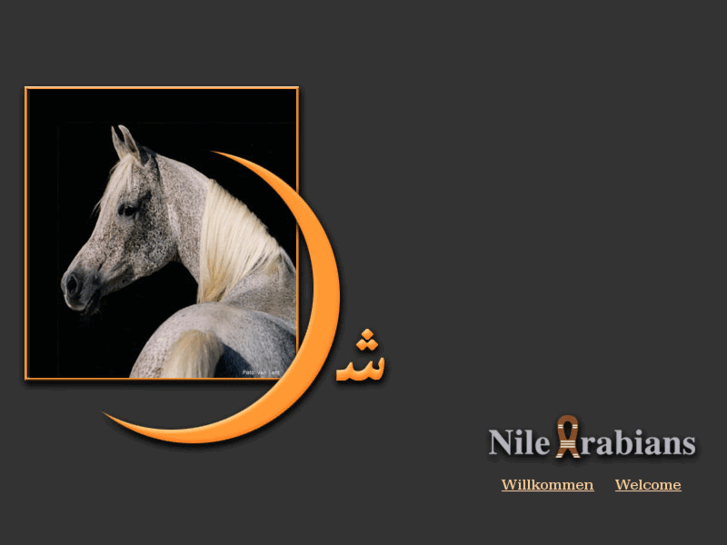 www.nile-arabians.com