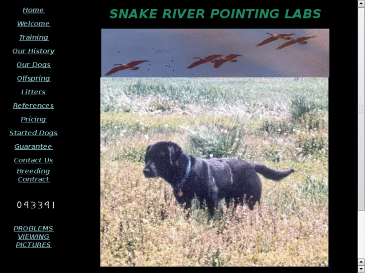 www.snakeriverpointinglabs.com