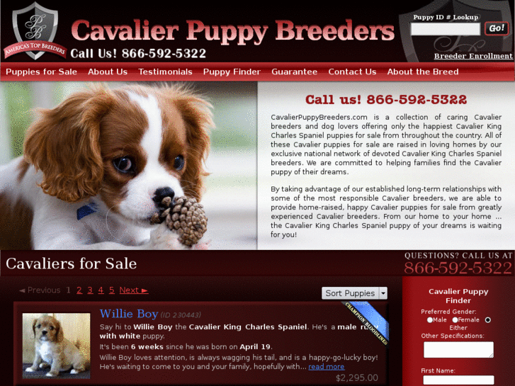 www.cavalierpuppybreeders.com