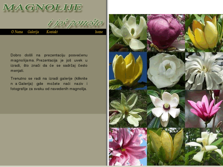 www.magnolije.com