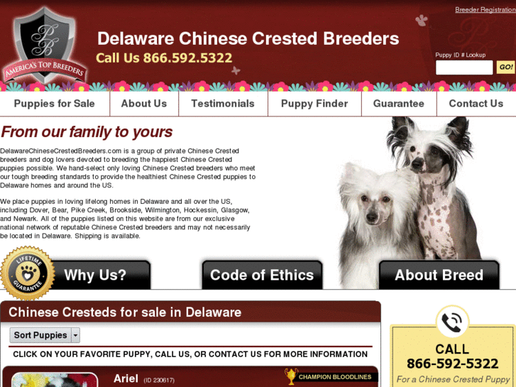 www.delawarechinesecrestedbreeders.com