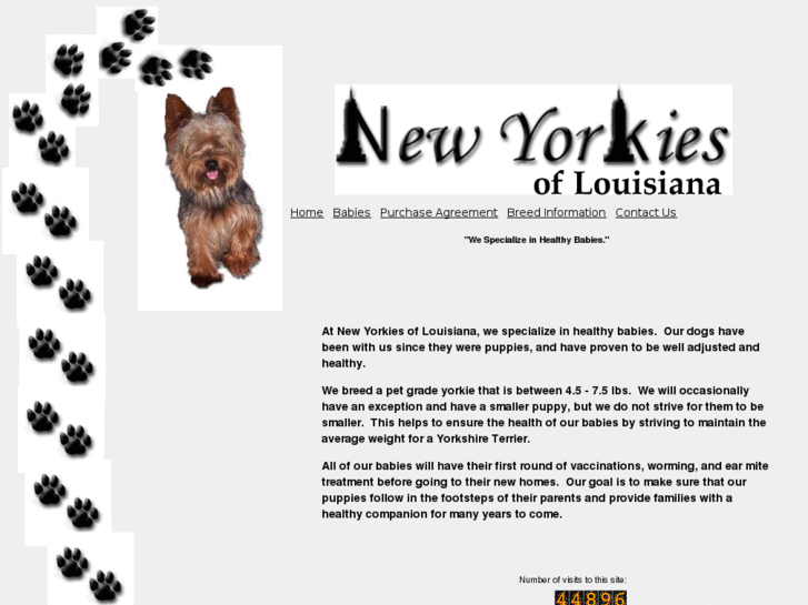 www.newyorkiesoflouisiana.com