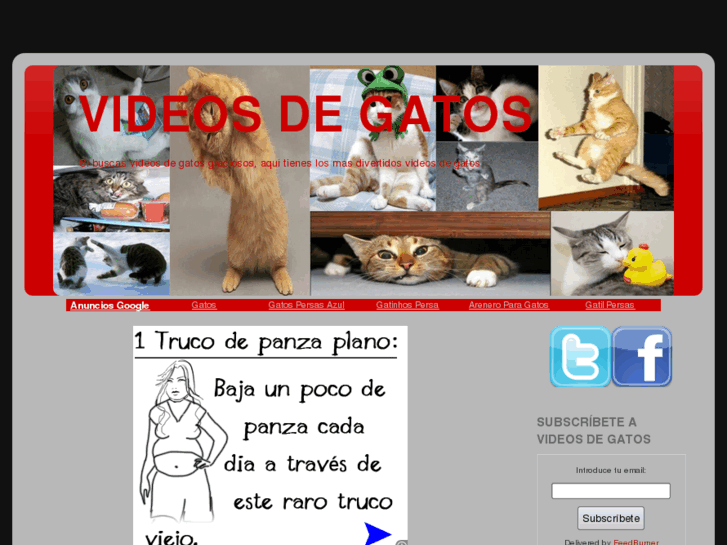 www.videodegatos.com